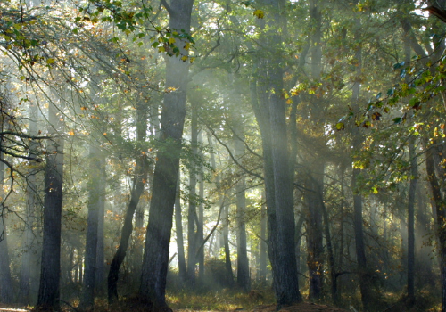 woods.trees.sunlight