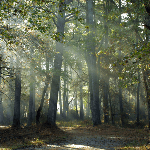 woods.trees.sunlight